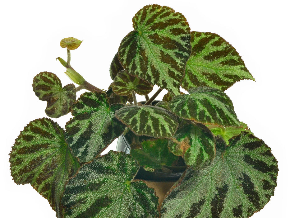 Begonia imperialis