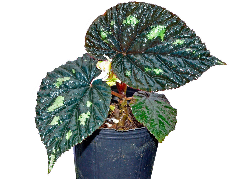 Begonia lugonis