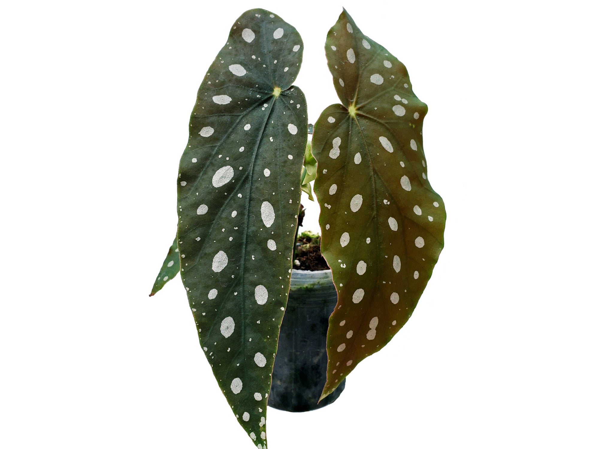 Begonia maculata
