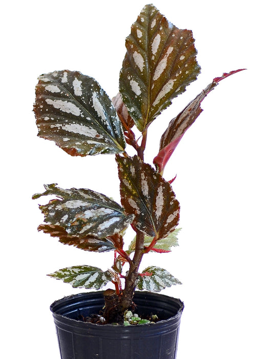 Begonia maynensis