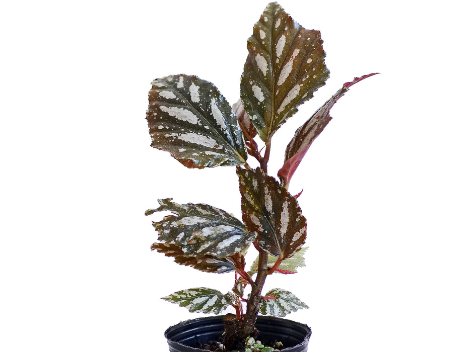 Begonia maynensis