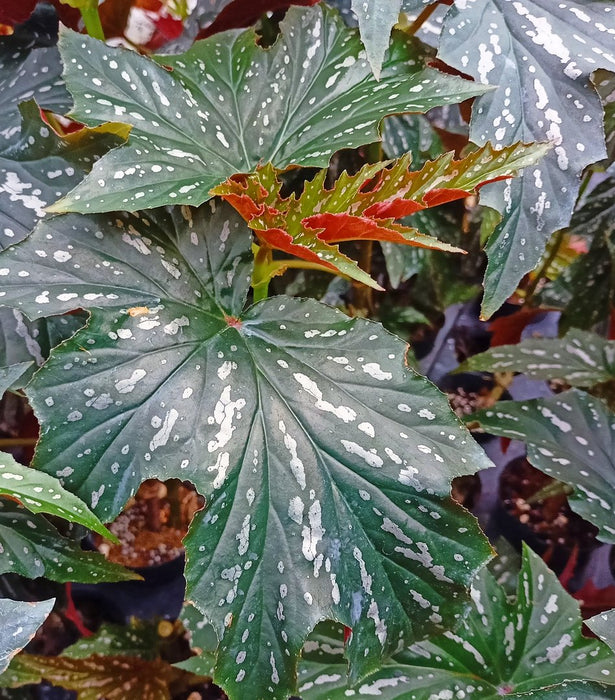 Begonia Pink Spot Lucerne