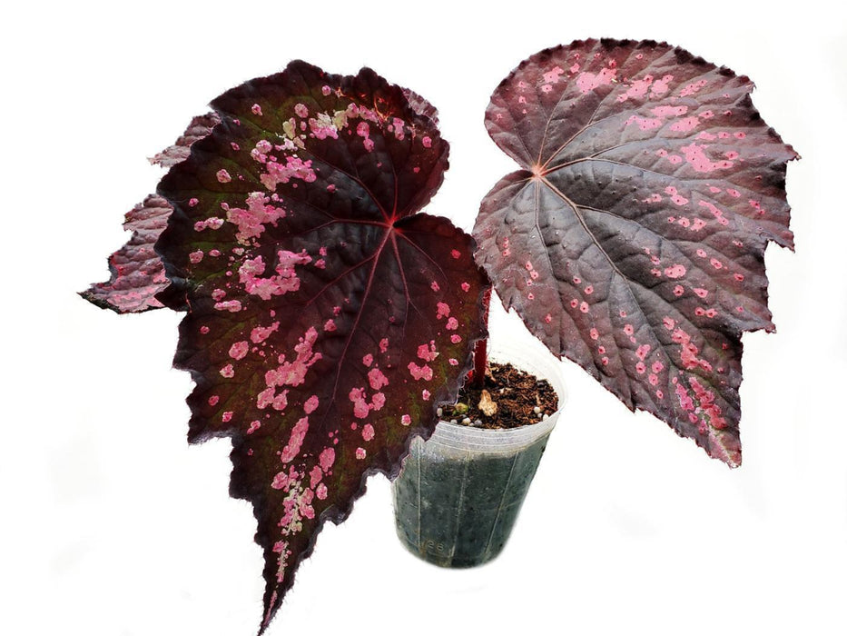 Begonia rex Helen lewis