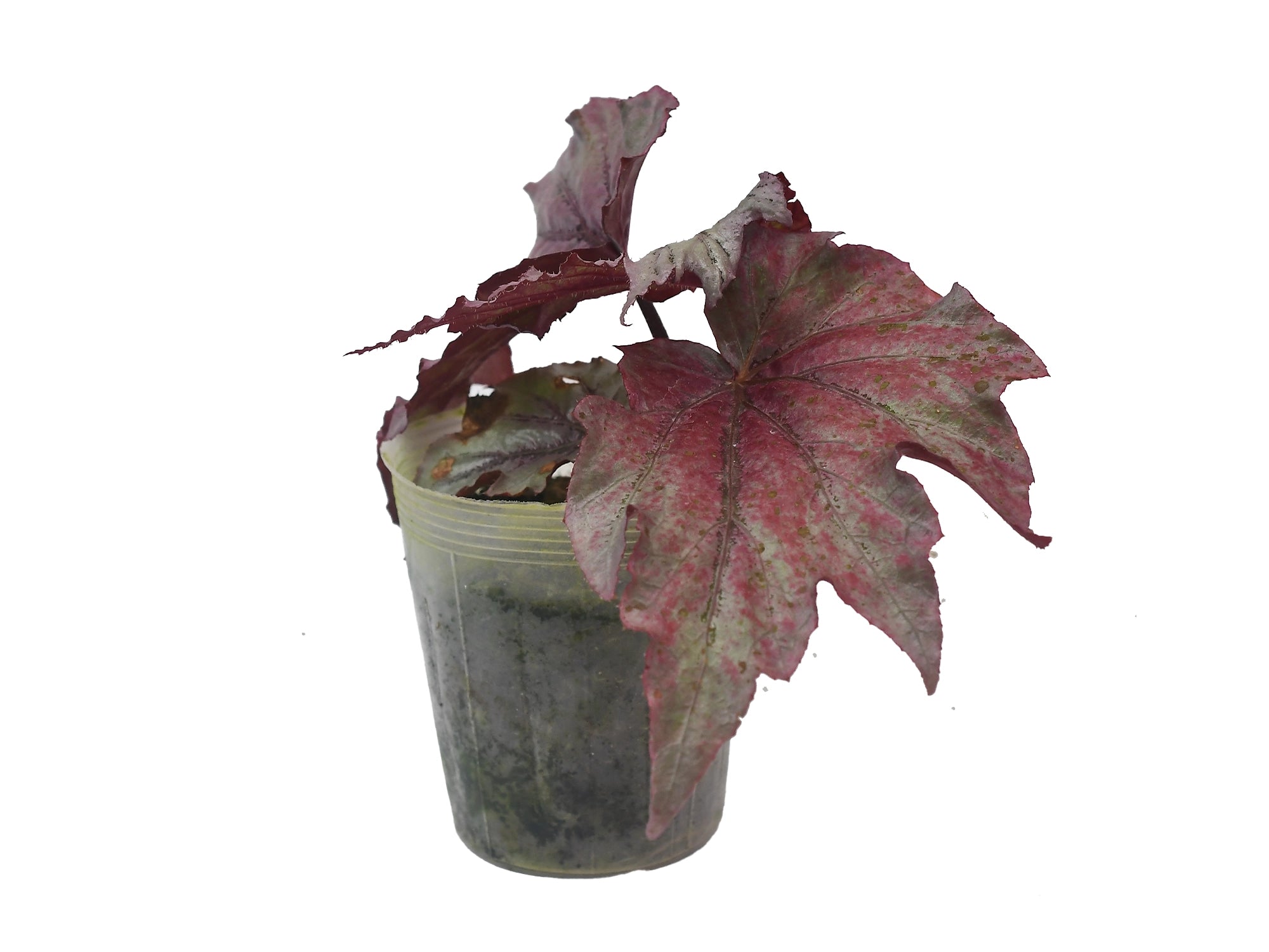 Begonia rex 'Red Bull'