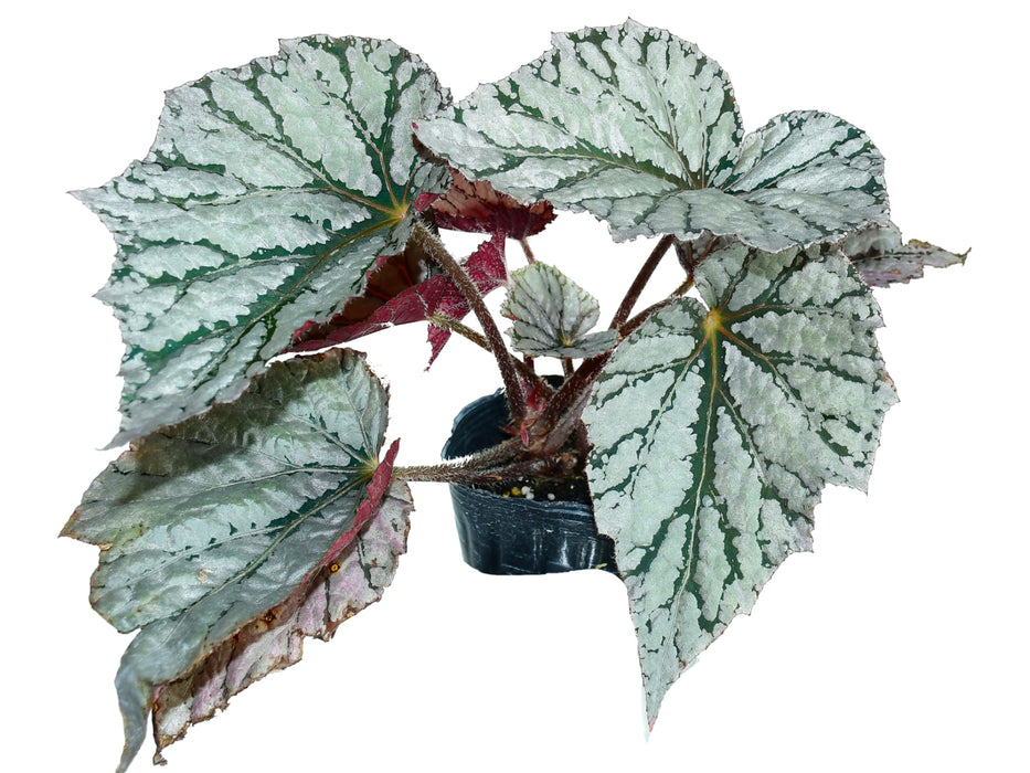 Begonia rex 'silver dollar'