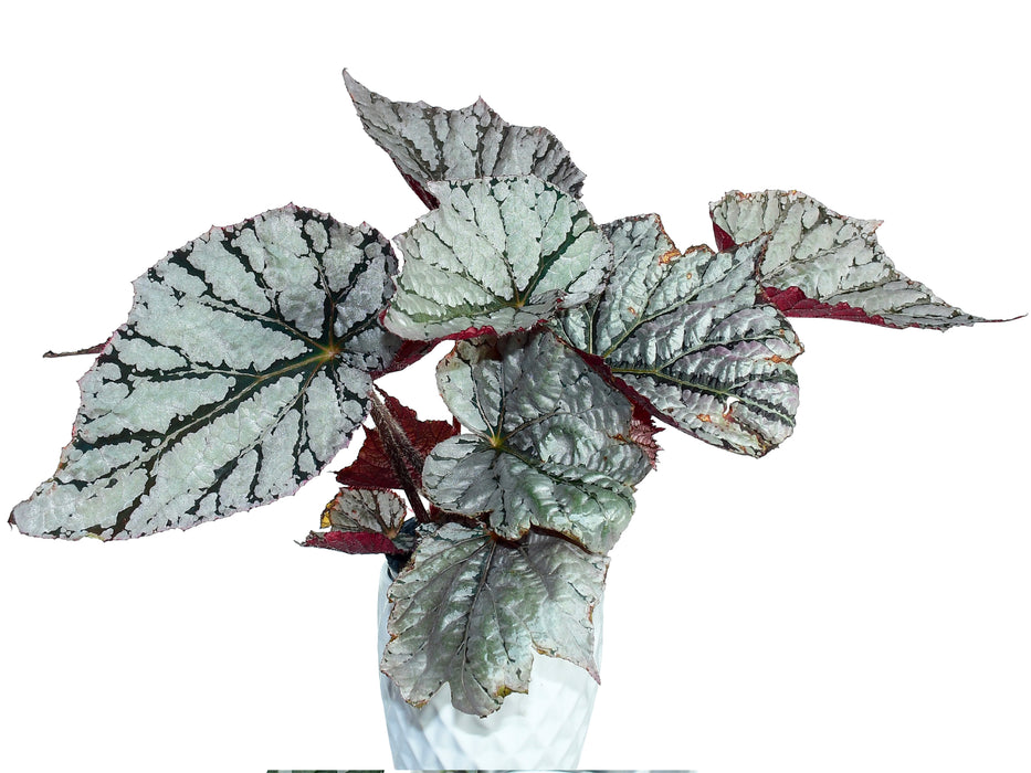 Begonia rex 'silver dollar'