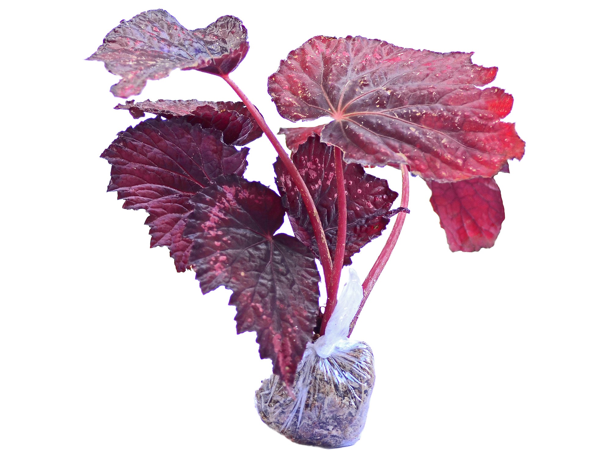 Begonia rex