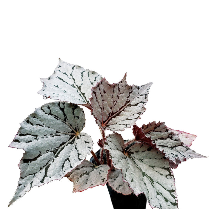 Begonia rex 'silver dollar'