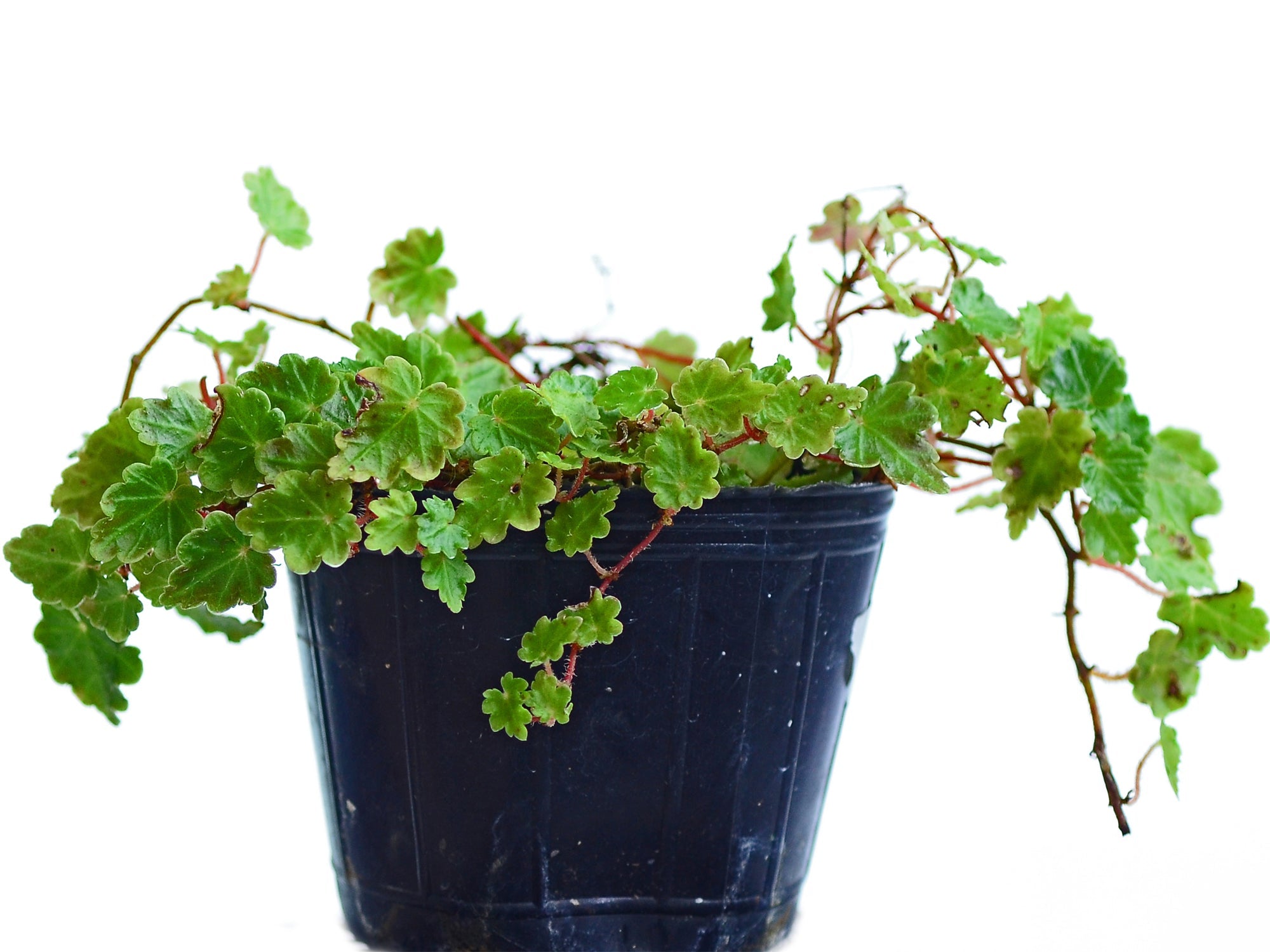 Begonia segregata 'mini'