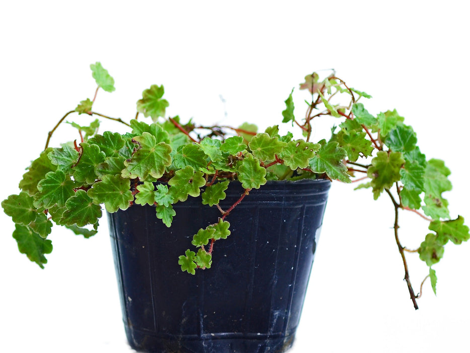 Begonia segregata mini