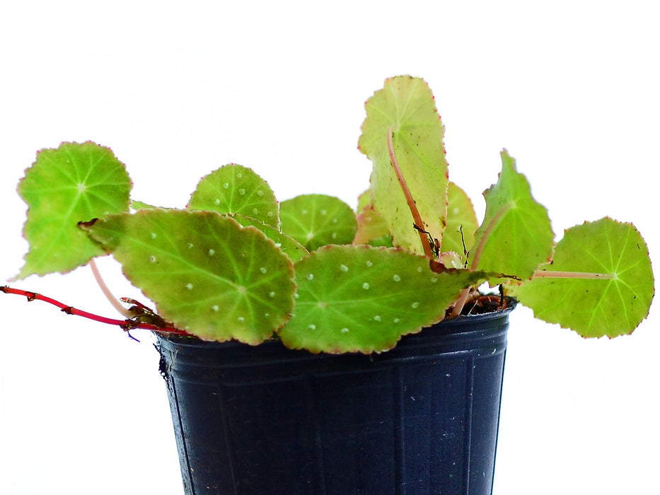 Begonia segregata spotted