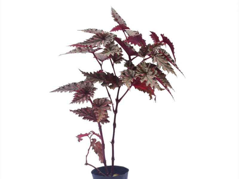 Begonia serratipetala