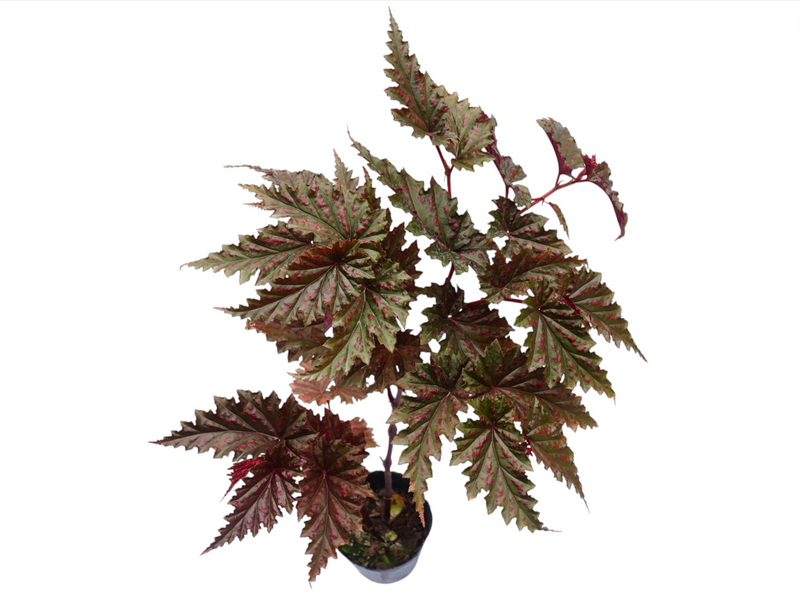 Begonia serratipetala