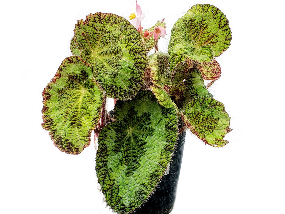 Begonia sizemoreae