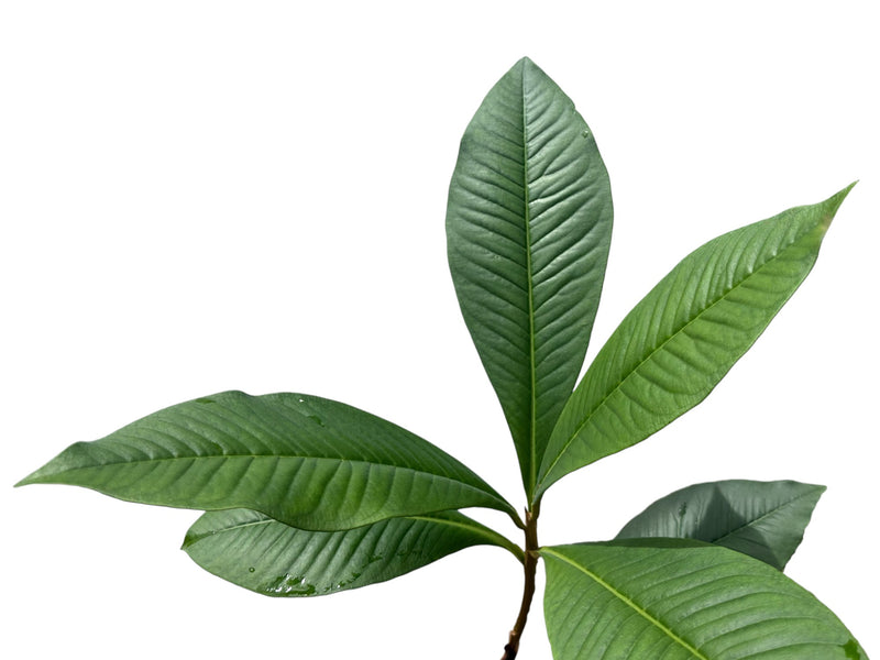 Bellucia pentamera 'Ecuagenera'