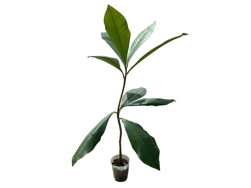 Bellucia sp Tres Chorros