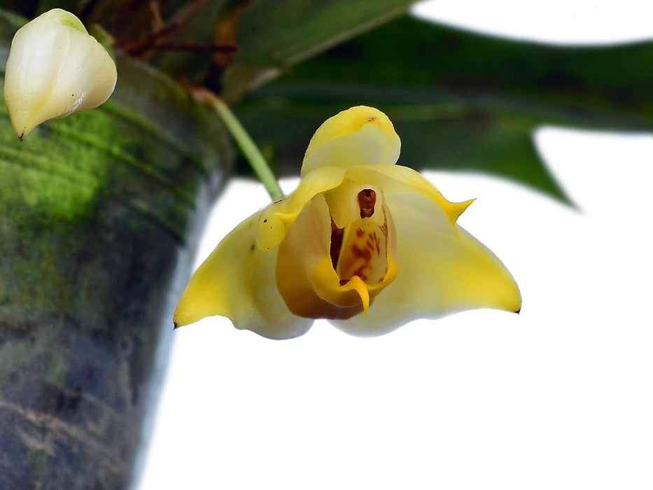 Benzingia caudata