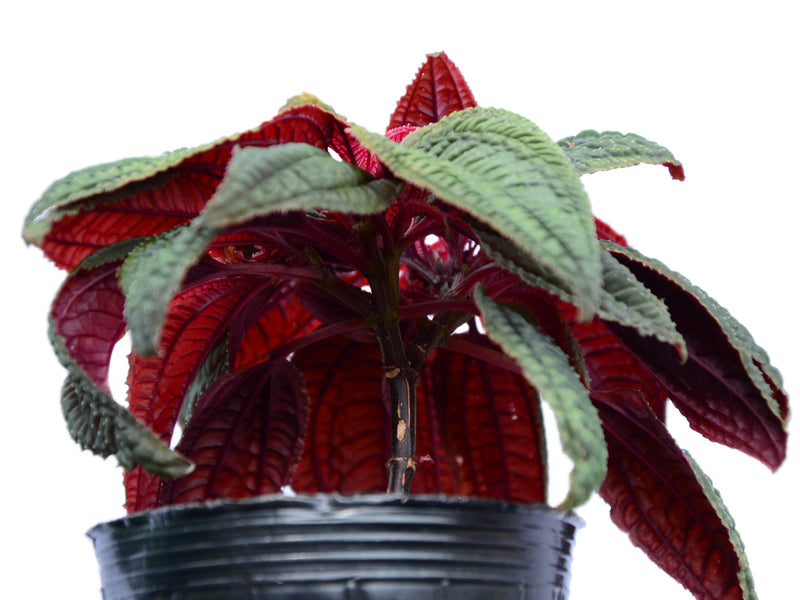 Bertolonia marmorata