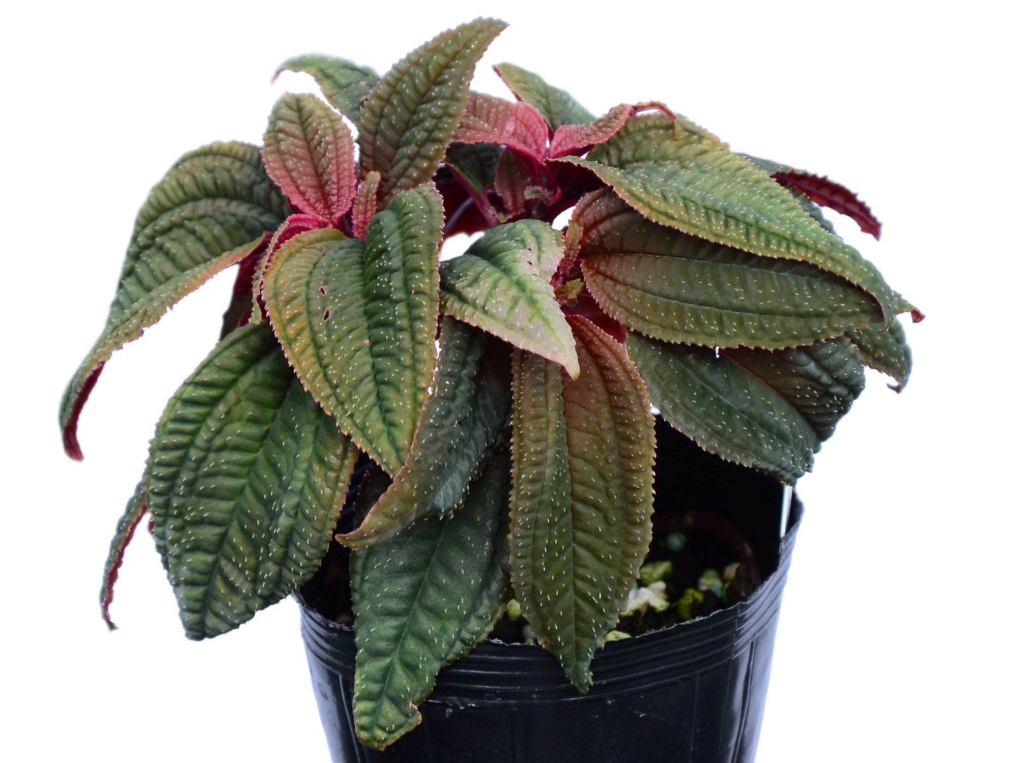 Bertolonia marmorata