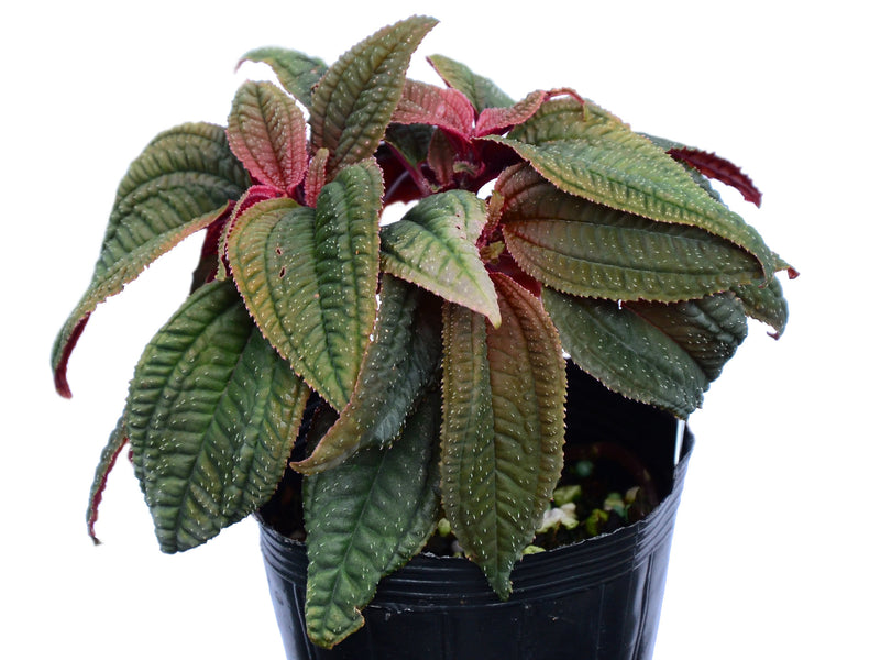 Bertolonia marmorata