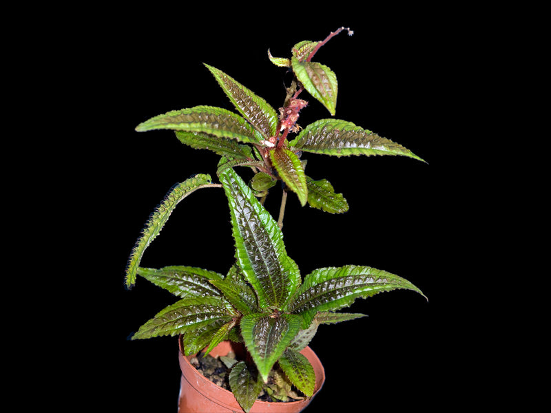 Bertolonia marmorata