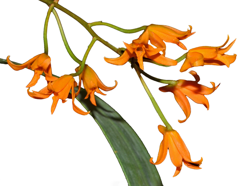 Bifrenaria aureofulva