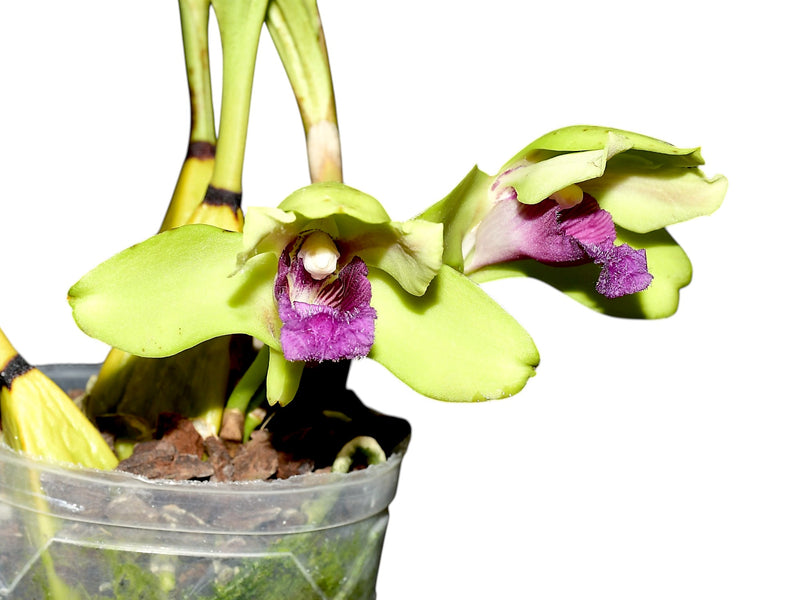 Inodora Bifrenaria inodora — Ecuagenera Orquídeas del Ecuador