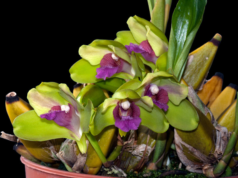 Inodora Bifrenaria inodora — Ecuagenera Orquídeas del Ecuador
