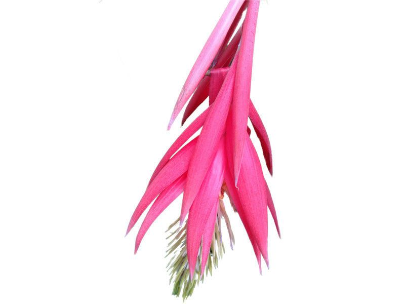 Billbergia nutans