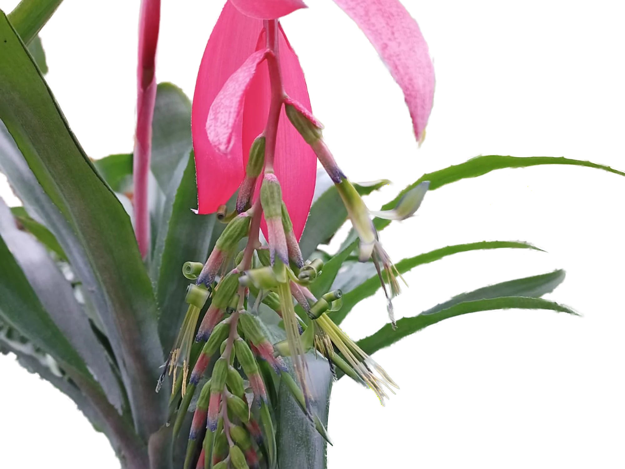 billbergia nutans variegata Billbergia nutans — Ecuagenera Orquídeas del Ecuador