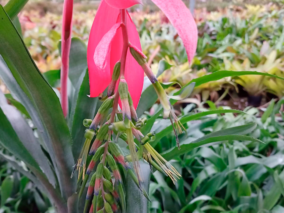 Billbergia nutans