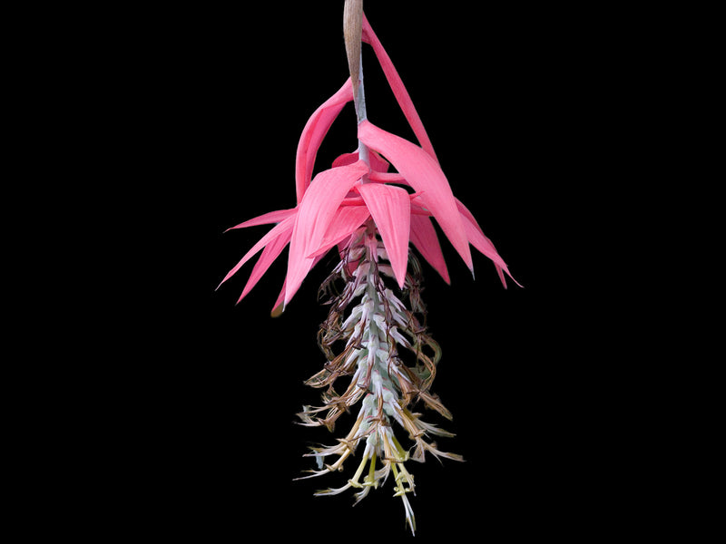 Billbergia rosea