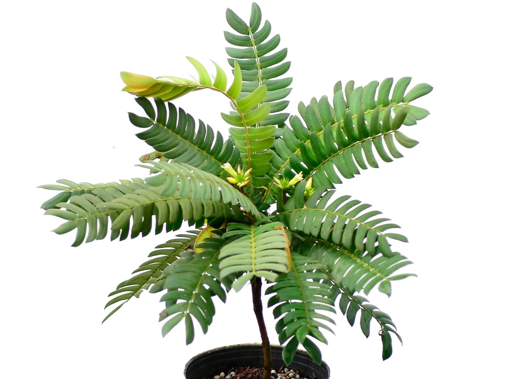 Biophytum sensitivum — Ecuagenera Orquídeas del Ecuador