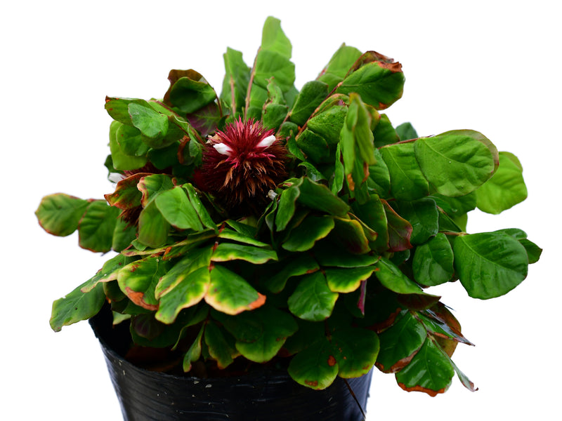 Biophytum somnians cf