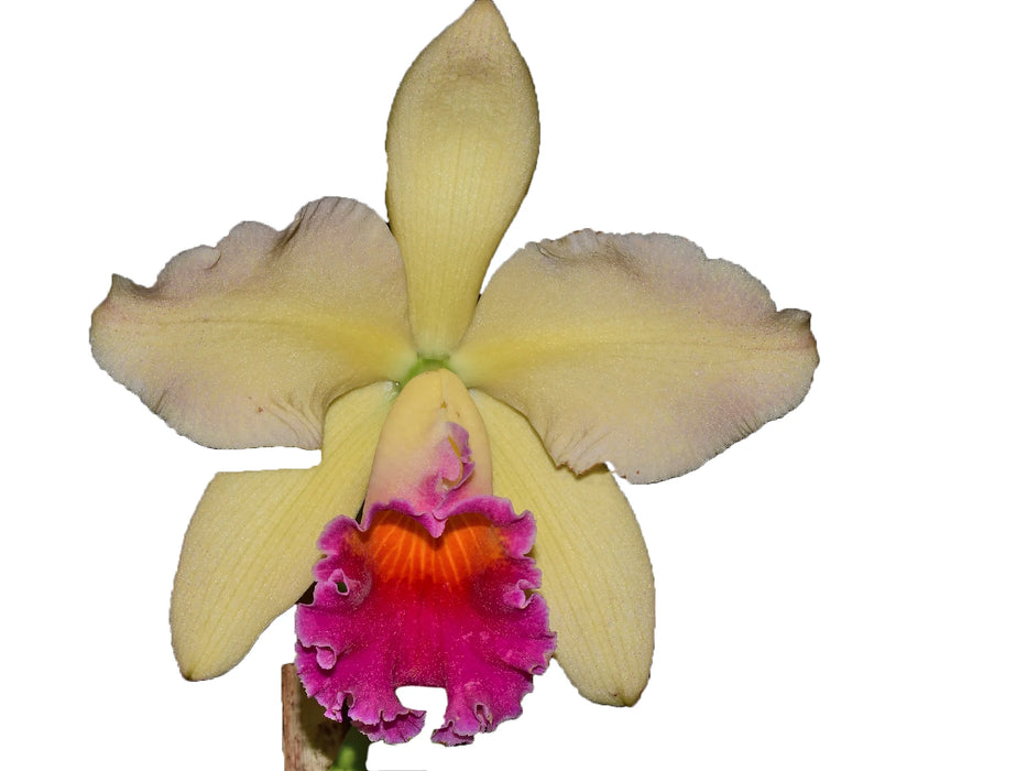 Brassolaeliocattleya Brydol Big x Cattleya Thalia