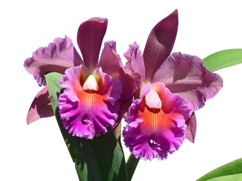 Rhyncholaeliocattleya Dalia Andrade