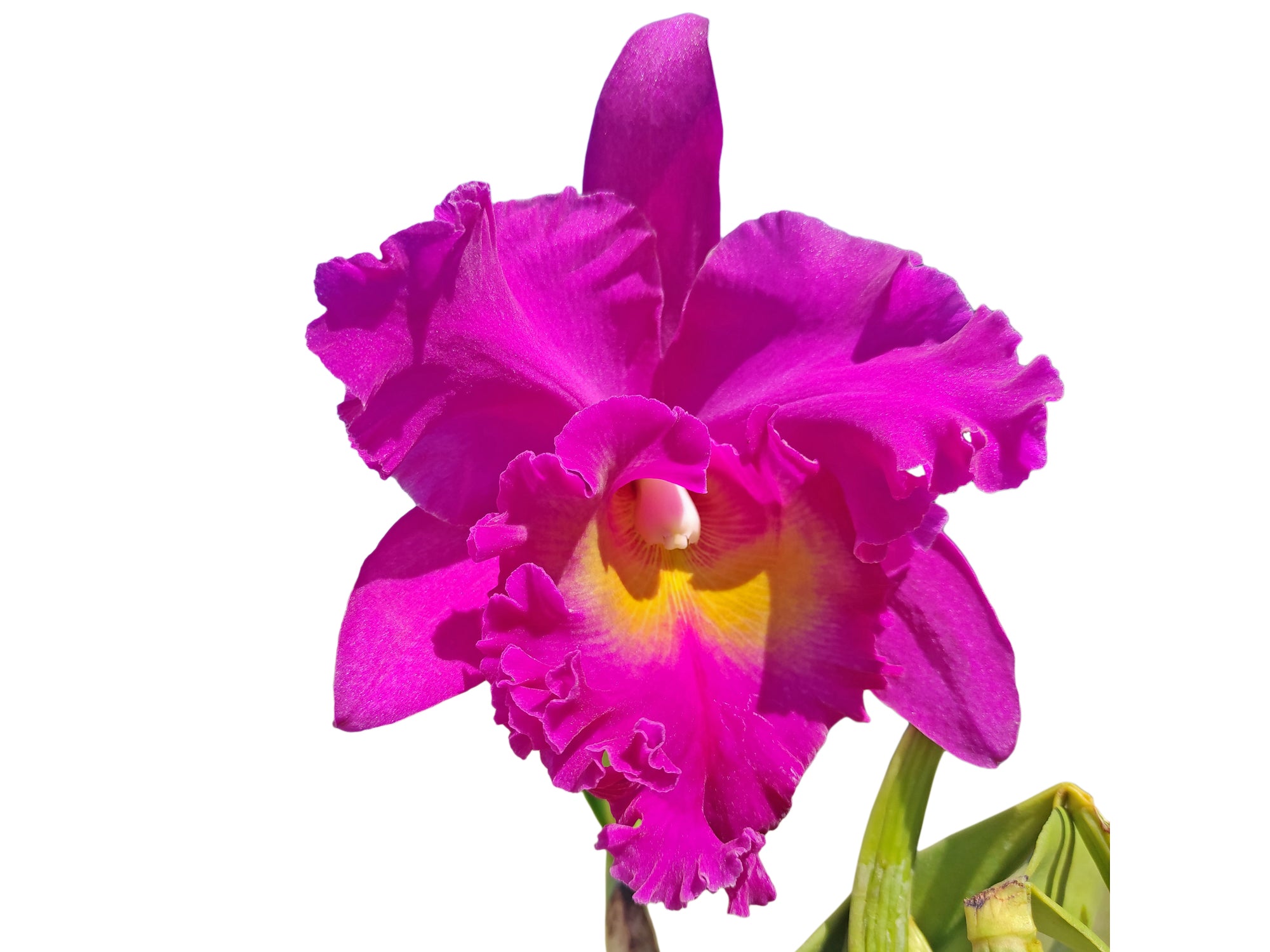 Brassolaeliocattleya Juliana Ec x Pink Empress - Fragrant Orchid
