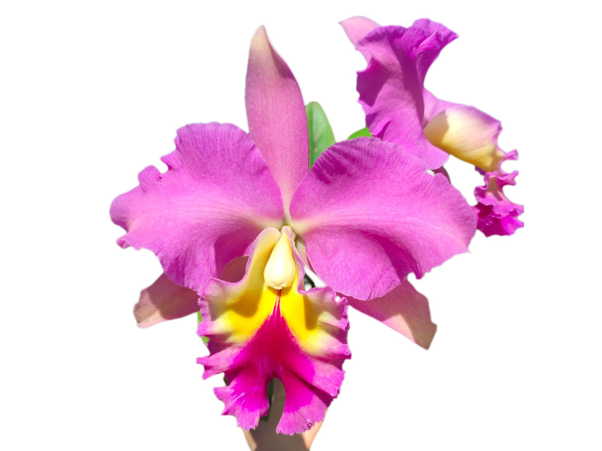 Brassolaeliocattleya Juliana Ec x Pink Empress - Fragrant Orchid