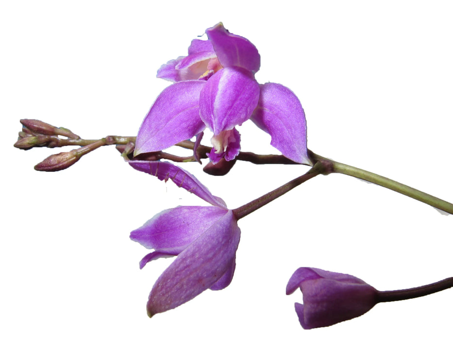 Bletia purpurea