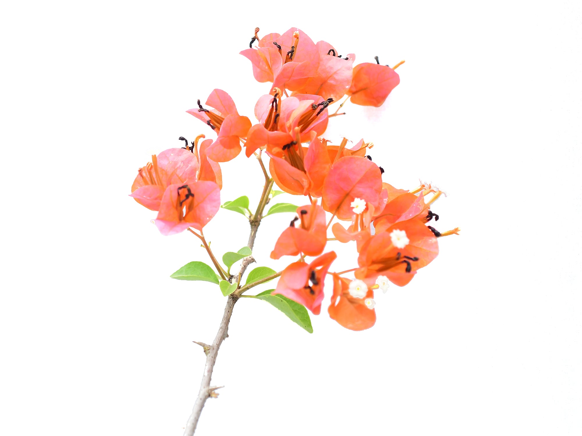 Bougainvillea peruviana