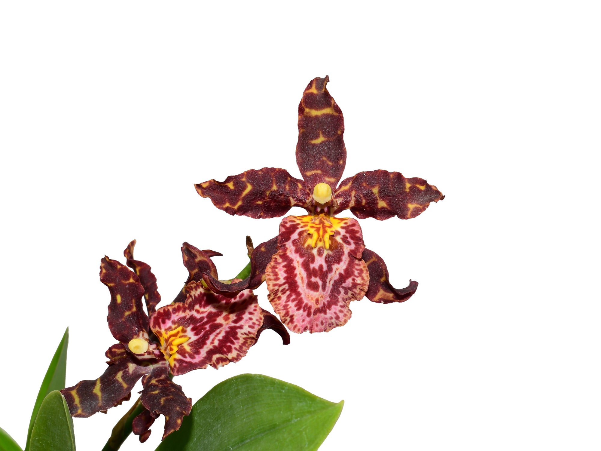 Brascidostele Guatemala