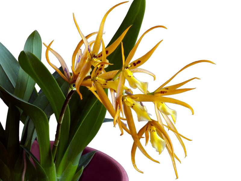 Brassia Chuck Hanson