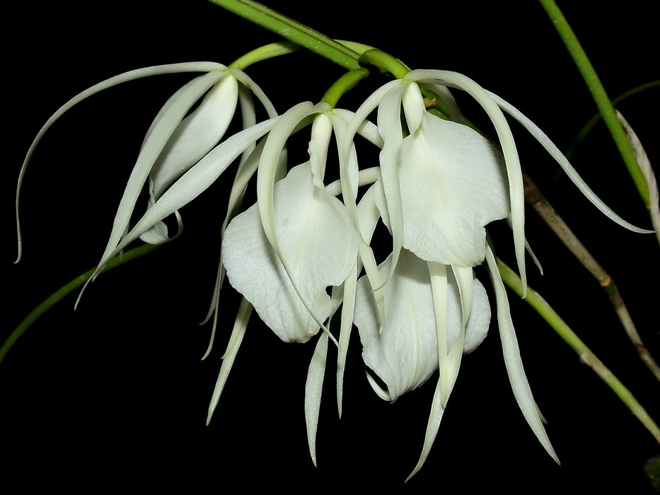 Brassavola acaulis