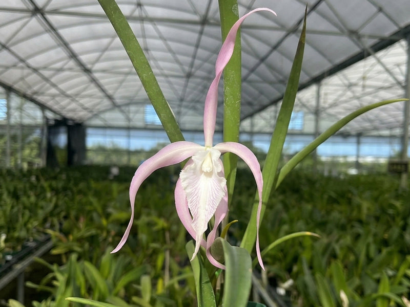 Brassavola cucullata X Cattleya maxima coerulea 'Gigi' x 'Angelo'