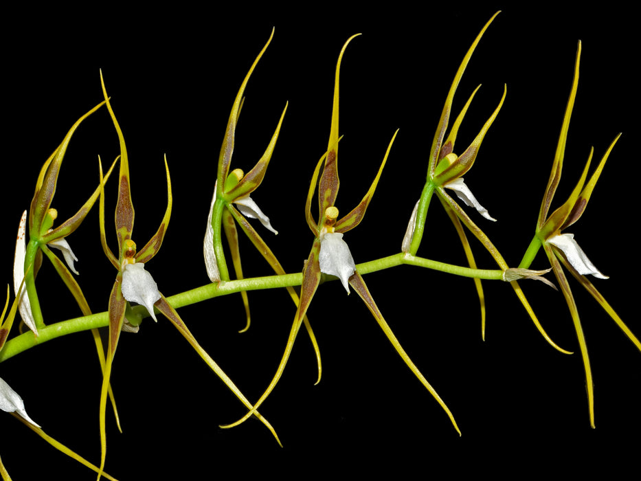 Brassia andreettae