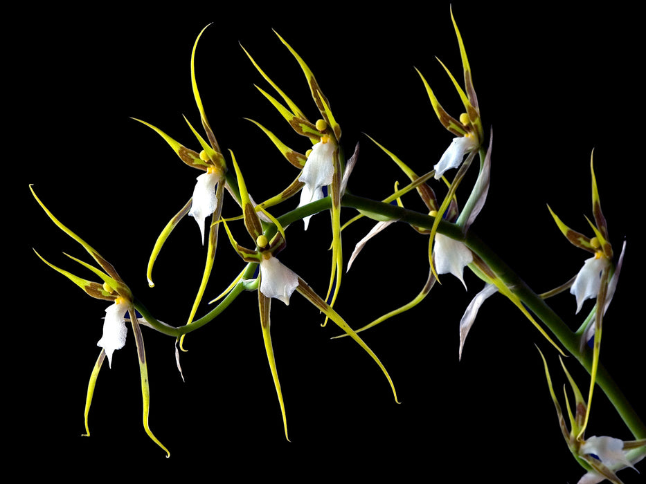 Brassia andreettae