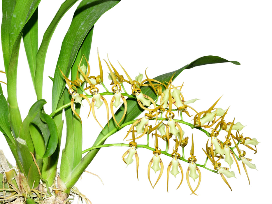 Brassia cochleata