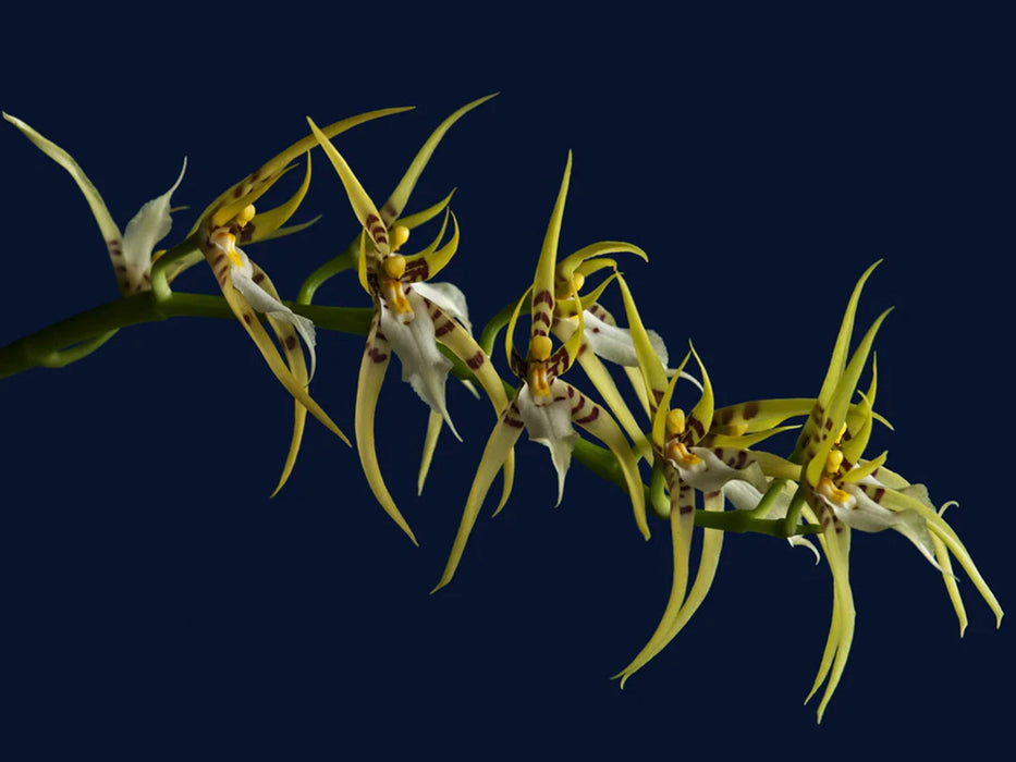 Brassia lawrenceana