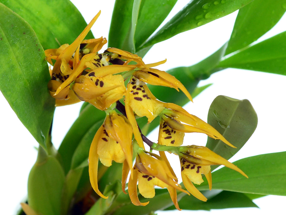 Brassia villosa