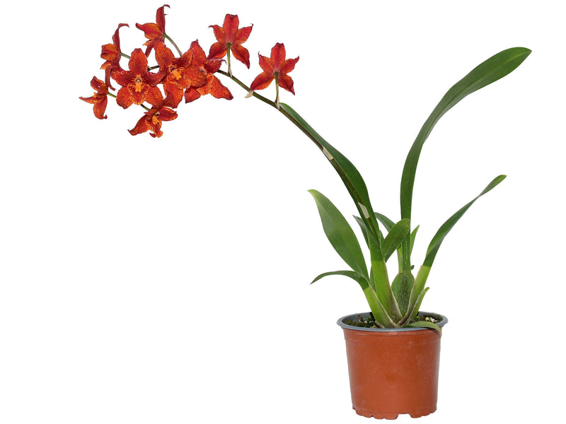 Brassidium Cholita Gualacena